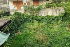 Frassino-foto-giardine